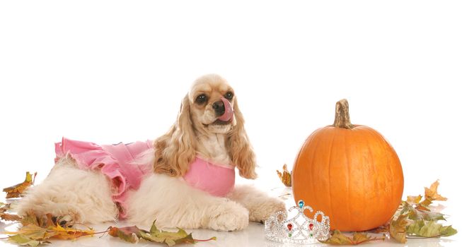 halloween dog - american cocker spaniel dressed up as a princess laying down beside pumpkin