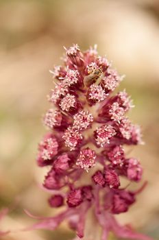 Petasites officinalis