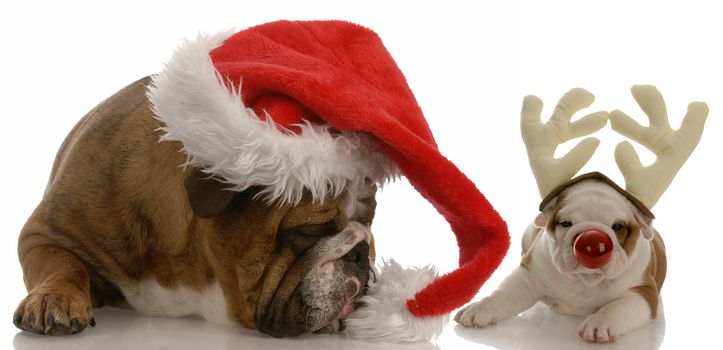 english bulldog dressed as santa and rudolph puppy