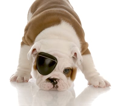 english bulldog puppy wearing an eye patch