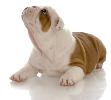 red and white english bulldog puppy laying down looking up - seven weeks old