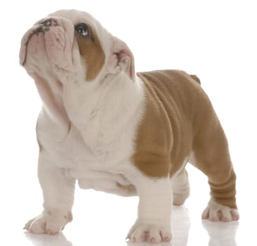 red and white english bulldog puppy standing looking up - seven weeks old