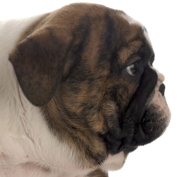  face profile of seven week old english bulldog puppy 