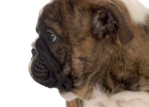 face profile of seven week old english bulldog puppy 