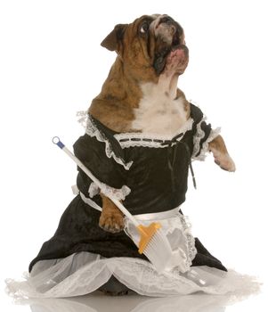 hate housework - english bulldog wearing maid dress standing up sweeping floor