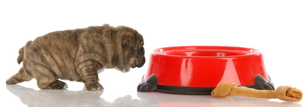 very small english bulldog puppy walking up to large dog food dish