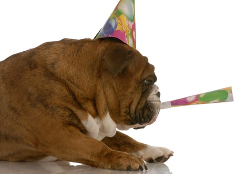 english bulldog party hat blowing on horn
