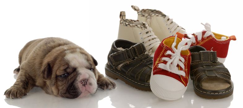 puppy growth - english bulldog puppy laying beside pile of infant shoes