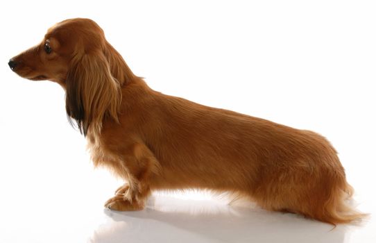 miniature long haired dachshund sitting from the side view