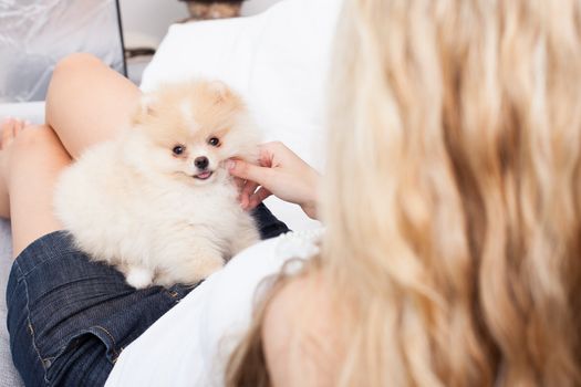 young woman playing with her tinny dog at home