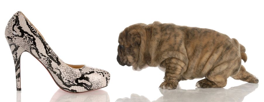 four week old english bulldog puppy sneaking up on woman's high heeled shoes