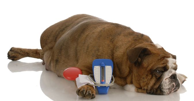 english bulldog laying beside toy blood pressure gauge with sorrowful expression