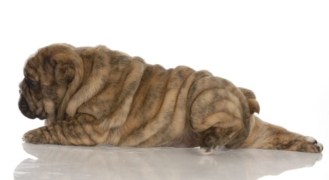 red brindle english bulldog puppy stretched out with reflection on white background - 4 weeks old