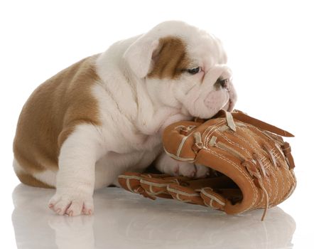 english bulldog puppy chewing on baseball glove - four weeks old