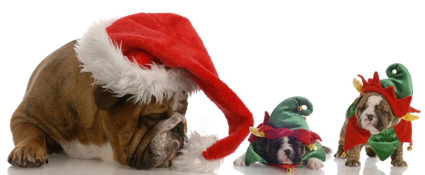 english bulldog santa with two bulldog elf helpers