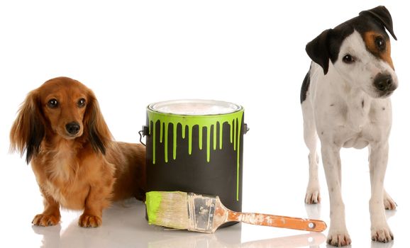 bad dog - dachshund and jack russel terrier with paint can