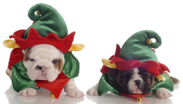 two english bulldog puppies dressed up as santa elves