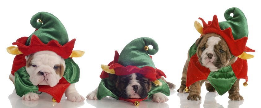santa's helpers - three english bulldog puppies dressed up as elves