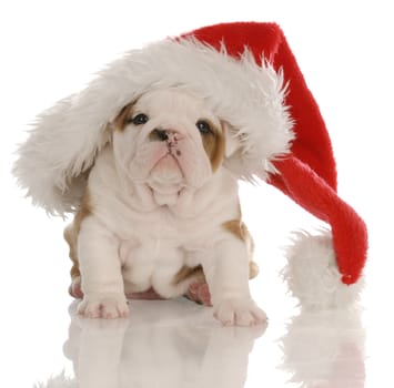 four week old english bulldog puppy dressed up as santa