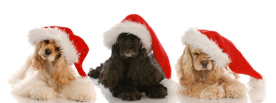 three cocker spaniels wearing santa hats on white background