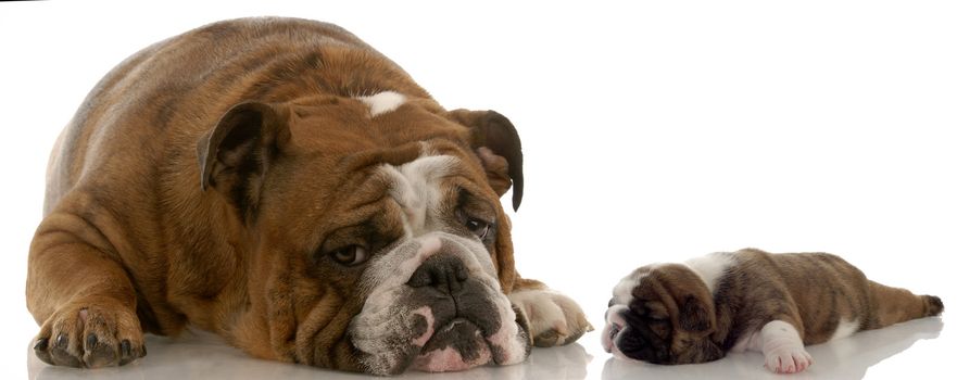 mother and puppy - english bulldog mom and three week old puppy