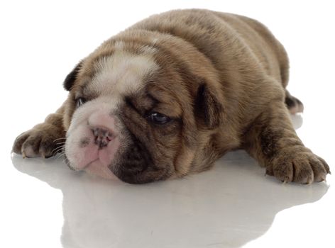  brindle english bulldog puppy with reflection on white background - 3 weeks old 

