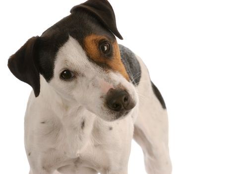 jack russel terrier portrait on white background