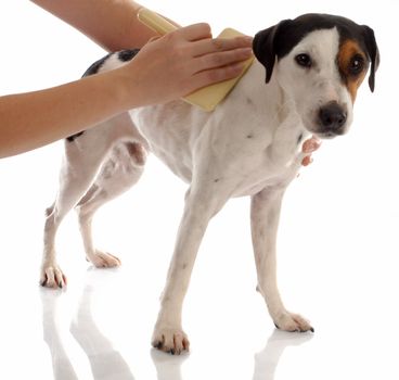 dog grooming - jack russel terrier being brushed