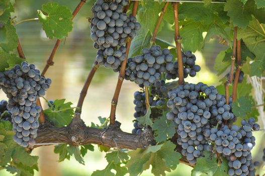 Swarm of bees robbing the juice from wine grapes grown in the mountains of North Carolina, near Asheville.