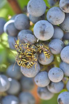 Wine grapes grown in the mountains of North Carolina, near Asheville