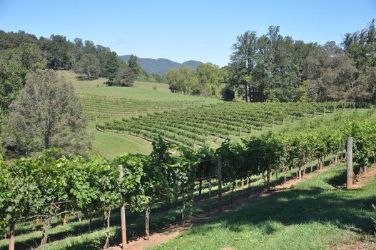 Wine grapes grown in the mountains of North Carolina, near Asheville