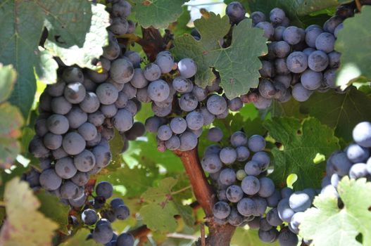 Wine grapes grown in the mountains of North Carolina, near Asheville