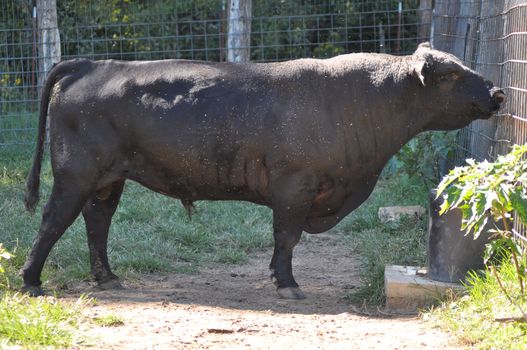 Angus steer calling to his nearby herd of cows