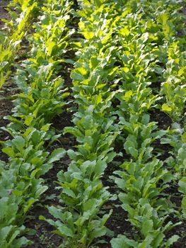 Fall root vegetables growing in Asheville, North Carolina