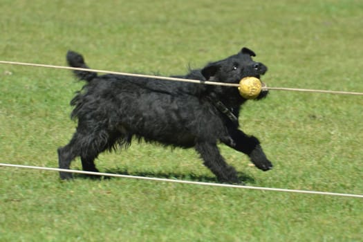 Terrier Catching Ball in race