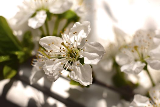 A general view of a flower with white petals with a blurred background