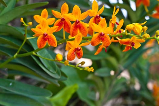 Beautiful orchid