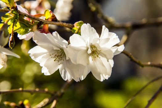 Cherry blossoms in spring on a sunny day