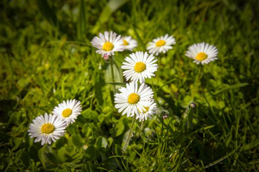 Some daisies in a green meadow in sunny weather in the spring