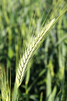 Closeup of a green Wheat Field.