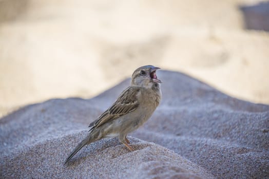 The picture is shot on the beach in Naama Bay, Sharm el Sheik, Egypt a day in April 2013.