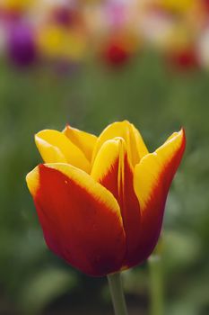 Red and Yellow Tulip Closeup Macro with Blurred Tulip Field Background