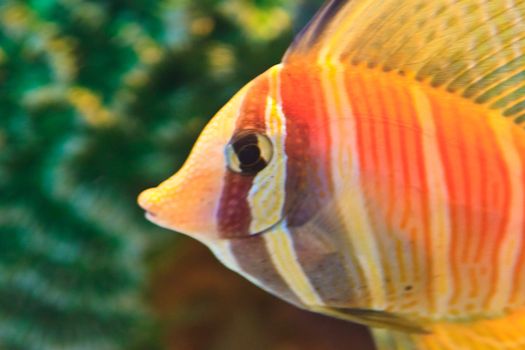  anemonefish in the aquarium of Rayong province,Thailand