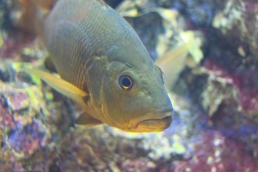 fish  in the aquarium of Rayong province,Thailand 