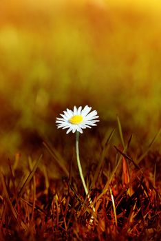 A Spring daisy emerging from grass that has been tinted to appear as a scorched wasteland.  The bokeh background has the appearance of forest fire traveling into the distance.