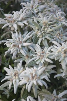 Blooming Edelweiss Flowers in Gstaad, Switzerland