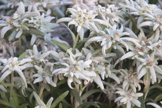 Blooming Edelweiss Flowers in Gstaad, Switzerland