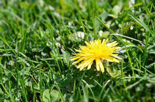 dandelion, тaraxacum in green grass