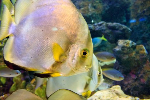 fish  in the aquarium of Rayong province,Thailand 