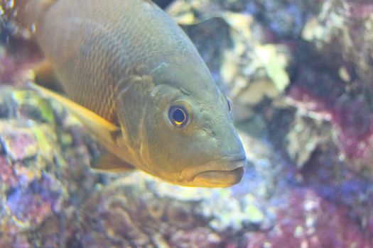 fish  in the aquarium of Rayong province,Thailand 